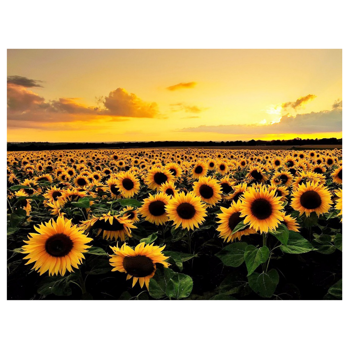 Diamond Art Kit - Golden Hour